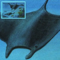 Ryba Manta