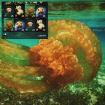 Meduza WWF