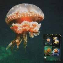 Meduza WWF