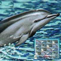 Delfinek Nadobny WWF