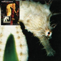 Konik Morski