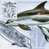 Skauci Delfiny Wieloryb