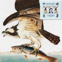 Ptak Rybołów James Audubon