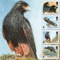 Ptak Karakara Falklandzka WWF