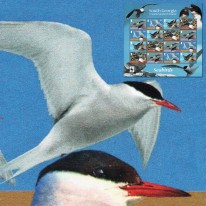 Ptaki Kormoran Rybitwa Mewa