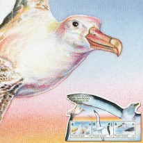 Ptaki Albatrosy