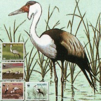 Ptak Żuraw Koralowy WWF