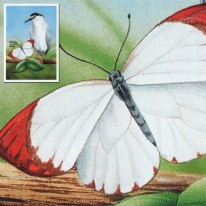 Motyl i Ptak