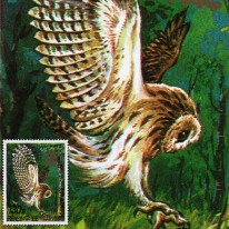 Ptak Puszczyk BELGICA’06
