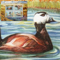 Ptaki Kaczki Kormoran Orzeł