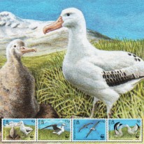 Albatros Wędrowny WWF