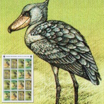 Ptak Trzewikodziób WWF