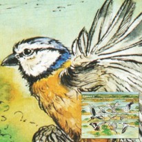 Ptaki Pelikan Czapla Krabożer