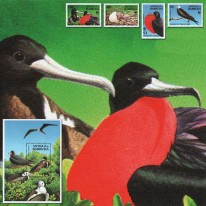 Ptak Fregata Wielka WWF