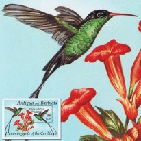 Koliber GENOVA’92