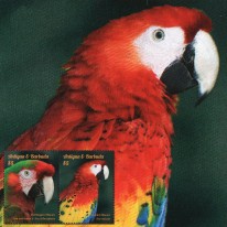 Papugi Ara