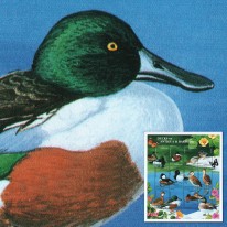 Kaczki