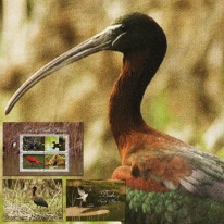 Ptaki Ibis Kormoran Wężówka...