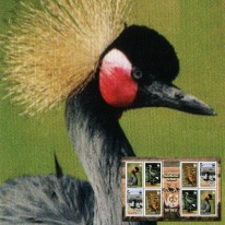 Ptak Koronnik Czarny WWF