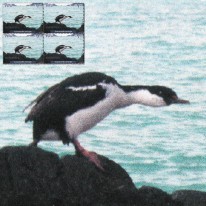 Ptak Kormoran Niebieskooki