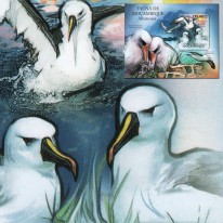 Albatrosy