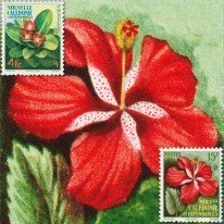 Kwiaty Xanthostemon i Hibiskus