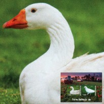 Ptaki Gęś Gołąb