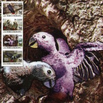 Papuga Żako Większa WWF