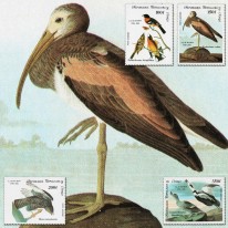 Ptaki Łuszcz Ibis Myszołów...