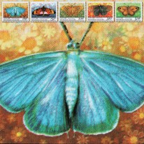 Motyle