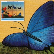 Motyle