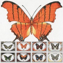 Motyle