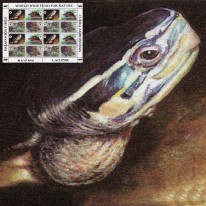 Żółw Pudełecznik Sundajski WWF