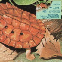 Żółw Matamata