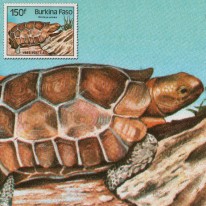 Żółw