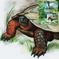 Żółw Leśny