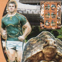 Żółwie i Zawodnicy Rugby