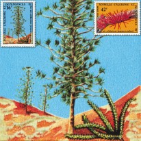 Rośliny Kwiaty Araucaria...
