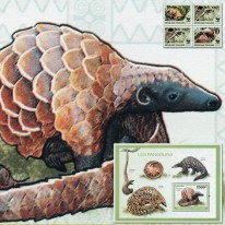 Łuskowiec Białobrzuchy WWF