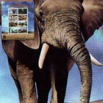 Słoń Afrykański WWF