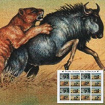 Gnu Przylądkowe WWF
