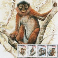 Małpa Gerezanka Gwinejska WWF