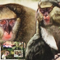 Koczkodan Liberyjski WWF