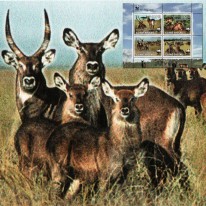 Kob Defassa WWF