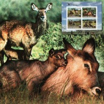 Kob Defassa WWF