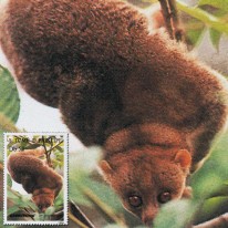 Potto Greenpeace