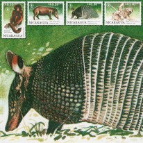 Małpa Tapir Pancernik FAO