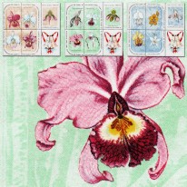 Orchidee Boże Narodzenie