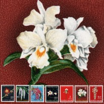 Orchidee