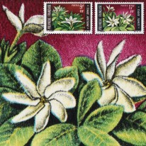 Kwiaty Gardenia